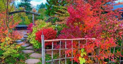 Хадзимэ Ватанабэ - ФОТО. Осенняя красота: как выглядит настоящий японский сад на севере Литвы - rus.delfi.lv - Япония - Литва