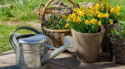 А вы уже подготовились к весне? Нарциссы, тюльпаны и гиацинты в контейнерах! - supersadovnik.ru