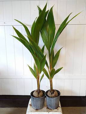 Как вырастить кокосовую пальму - greeninfo.ru