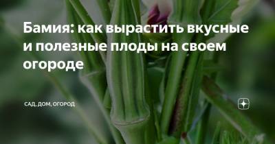 Бамия: как вырастить вкусные и полезные плоды на своем огороде - zen.yandex.ru
