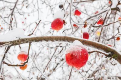 Топ-9 самых вкусных яблок зимних сортов с фото - ogorod.ru