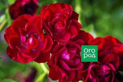Розы флорибунда – 9 основных правил по выращиванию - ogorod.ru