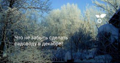 Что не забыть сделать садоводу в декабре? - botanichka.ru