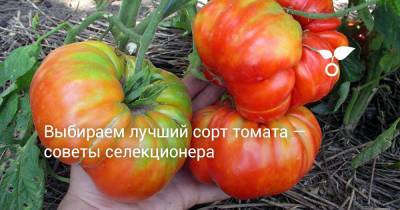 Выбираем лучший сорт томата — советы селекционера - botanichka.ru