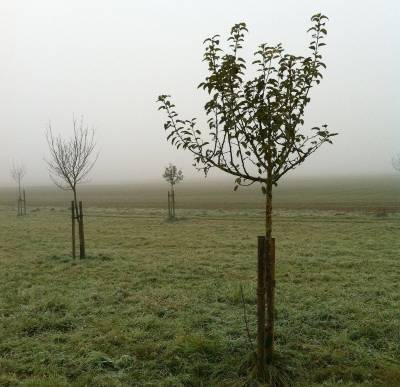 Посадка семечковых деревьев в октябре для их быстрого развития - orchardo.ru