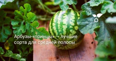 Арбузы-«принцы» — лучшие сорта для средней полосы - botanichka.ru - Воронежская обл.