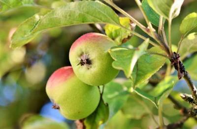 Профессиональные садоводы рассказали о главных преимуществах посадки карликовых яблонь - belnovosti.by