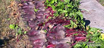 Как хранить овощи прямо на грядке, в земле - vsaduidoma.com