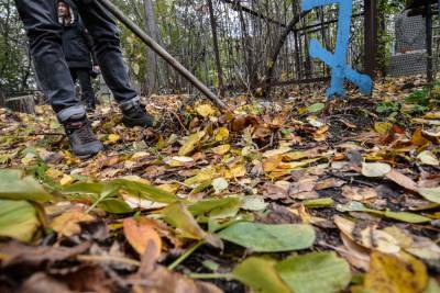 Лунный календарь садовода: уборка опавшей листвы - oblgazeta.ru