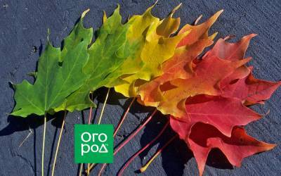 Желтые, красные, фиолетовые – как и почему листья осенью меняют цвет - ogorod.ru