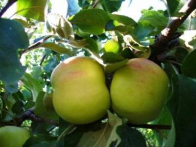 Описание сортов яблони (Мелба, Мантет, Сергиана) - sad-dacha-ogorod.com - Украина - Канада