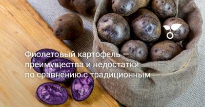 Фиолетовый картофель — преимущества и недостатки по сравнению с традиционным - botanichka.ru