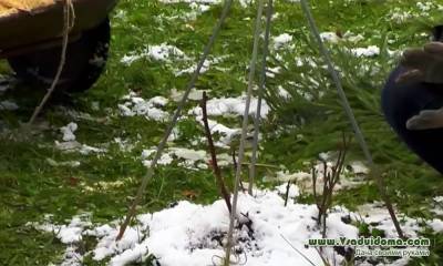Утепление цветов на зиму – лапник, листва или синтетические материалы? - vsaduidoma.com