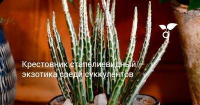 Крестовник стапелиевидный — экзотика среди суккулентов - botanichka.ru