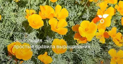 Эшшольция — простые правила выращивания - botanichka.ru