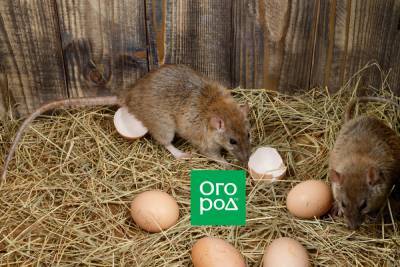 Как избавиться от крыс в курятнике - ogorod.ru