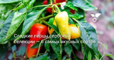 Сладкие перцы сербской селекции — 6 самых вкусных сортов - botanichka.ru - Россия - Сербия