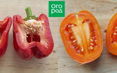Пятна на семенах томата и перца – откуда появились и что это такое - ogorod.ru