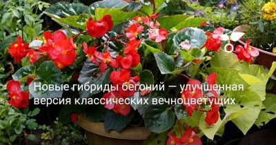 Новые гибриды бегоний — улучшенная версия классических вечноцветущих - botanichka.ru