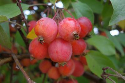 Какой зимостойкий сорт яблонь лучше — Ранетки или Алые Паруса - orchardo.ru