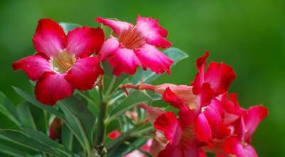 Адениум, или роза пустыни - самое красивое и неприхотливое растение для южных окон - supersadovnik.ru