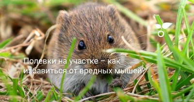 Полевки на участке — как избавиться от вредных мышей? - botanichka.ru