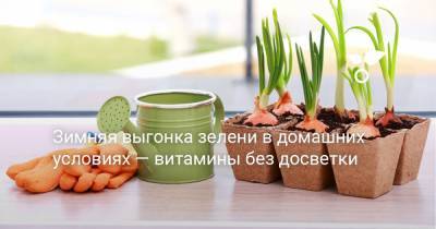 Зимняя выгонка зелени в домашних условиях — витамины без досветки - botanichka.ru