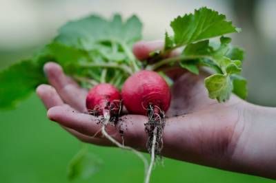 Выращиваем вкусный редис, не выходя из дома: лайфхаки садоводов - belnovosti.by