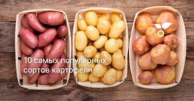 10 самых популярных сортов картофеля - botanichka.ru