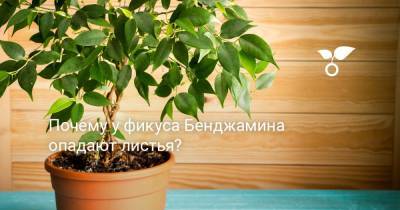 Почему у фикуса Бенджамина опадают листья? - botanichka.ru