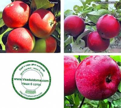 Белорусские сорта яблок – фото, описание и название - vsaduidoma