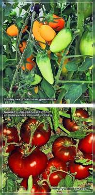 Выращивание томатов: сорта и пересортица, вершинная гниль, вкус и почему трескаются - vsaduidoma.com