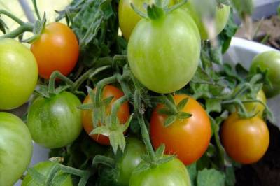 Полезные советы при выращивании томатов, которые игнорируют дачники - belnovosti.by