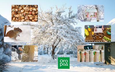 30 дел в саду, огороде и цветнике в январе - ogorod.ru