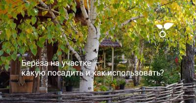 Берёза на участке — какую посадить и как использовать? - botanichka.ru