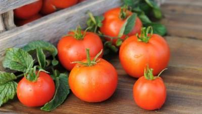 Как сохранить свежие помидоры до зимы? - sad-dacha-ogorod.com