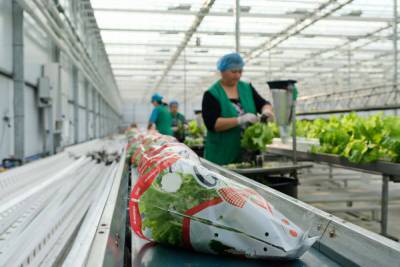 Главный технолог крупной овощной фабрики о том, как выращивать овощи на продажу - ogorod.ru - Белоруссия - Минск