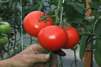 Как вырастить большой урожай томатов: огородные хитрости - belnovosti.by