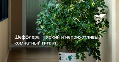Шеффлера — яркий и неприхотливый комнатный гигант - botanichka.ru