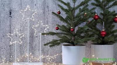 Как ухаживать за новогодней елкой в горшке - agro-market24.ru