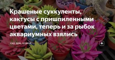 Крашеные суккуленты, кактусы с пришпиленными цветами, теперь и за рыбок аквариумных взялись - zen.yandex.ru