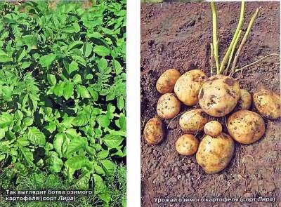Озимый картофель – посадка и выращивание - vsaduidoma