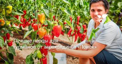 Лучшие перцы для гурманов от агрохолдинга «Поиск» - botanichka.ru - Россия