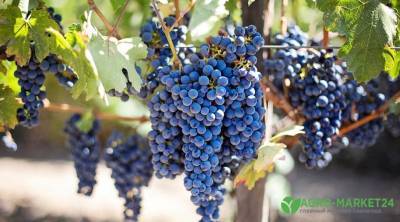Биопрепараты для винограда - agro-market24.ru
