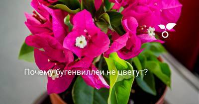 Почему бугенвиллеи не цветут? - botanichka.ru