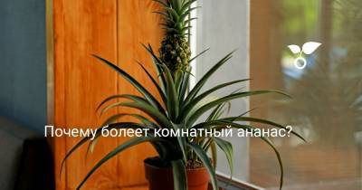 Почему болеет комнатный ананас? - botanichka.ru