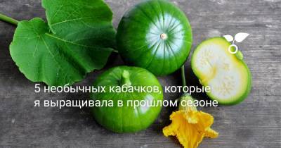 5 необычных кабачков, которые я выращивала в прошлом сезоне - botanichka.ru