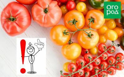 Топ-40 ошибок при выращивании томатов: грабли, на которые наступают почти все - ogorod.ru
