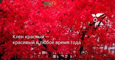 Клен красный — красивый в любое время года - botanichka.ru - Сша