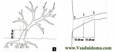 Если дерево растет под углом – как выпрямить? - vsaduidoma.com